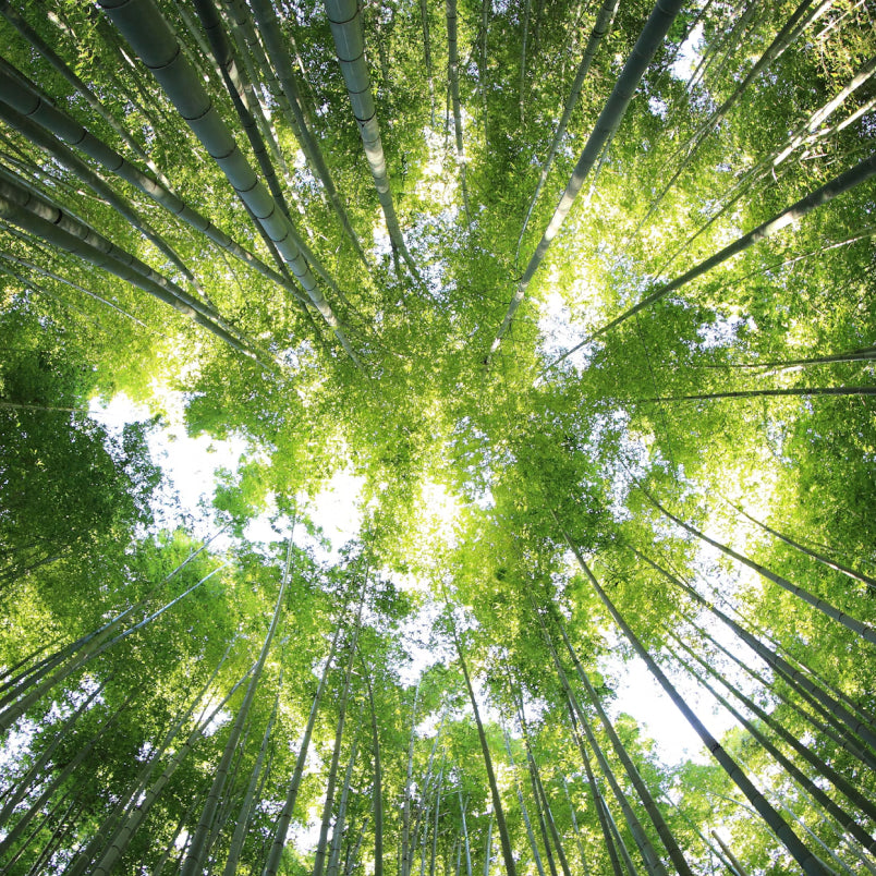 Sustainability 