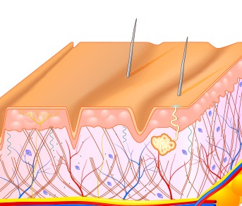 What Causes Wrinkles and Fine Lines